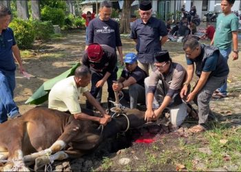 Momen Idul Adha 1446 H, DPRD Muaro Jambi Kurban 2 Ekor Sapi