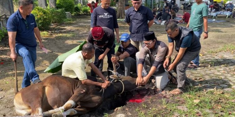 Momen Idul Adha 1446 H, DPRD Muaro Jambi Kurban 2 Ekor Sapi