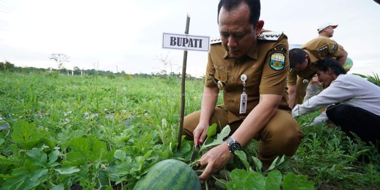 Bupati Muaro Jambi, Dr. Bambang Bayu Suseno Panen Raya Buah Semangka di Desa Parit