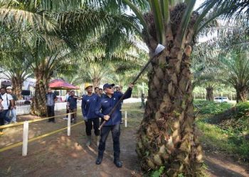 Hari Pangan Nasional 2025: PTPN IV Perkuat Ketahanan Pangan Lewat Sinergi dengan Sawit Rakyat