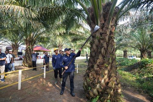 Hari Pangan Nasional 2025: PTPN IV Perkuat Ketahanan Pangan Lewat Sinergi dengan Sawit Rakyat