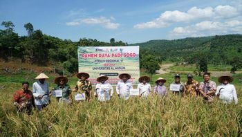 Dari Sawit Tumbuh Padi: PTPN IV PalmCo Dorong Ketahanan Pangan Lewat Pola Tumpangsari